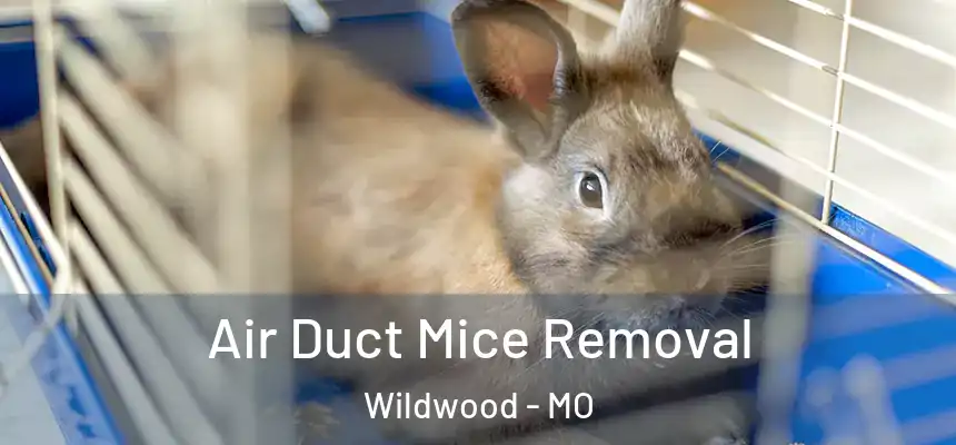 Air Duct Mice Removal Wildwood - MO