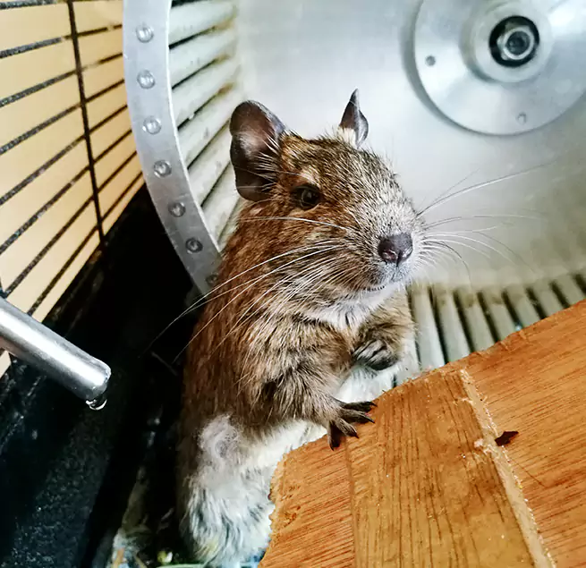 Why Homeowners & Businesses Trust Us Wildwood, MO?